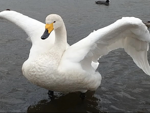 Whooper Swan